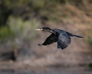Cormorant Flying at the Riparian Preserve