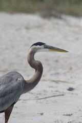 Great Blue Heron enjoying Spring Break 2022 in Florida