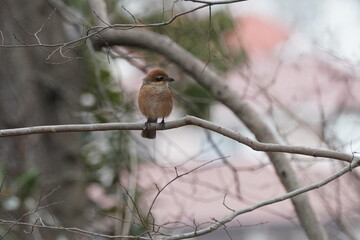 bull headed shrike on the branch