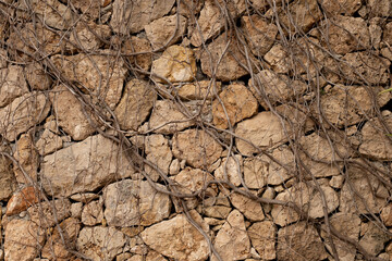 Ivy branches on the wall. Dried branches.Wall texture