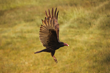 Bird of prey