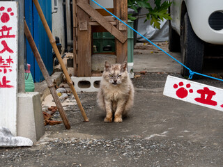 入って来るなと威嚇する猫