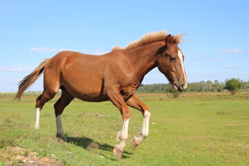 Fototapeta premium running horse