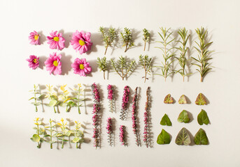 Leaves and flowers neatly arranged on a gray background, .  flat lay. Minimal spring concept