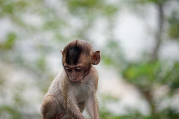 可愛いサル