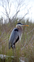 Great blue heron (Ardea herodias) on the coastal grass by the bay in a backyard in Panama City, Florida, USA