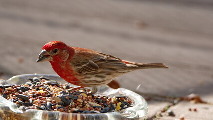 House finch (Haemorhous mexicanus) eating bird seed on a patio in a backyard in Panama City, Florida, USA