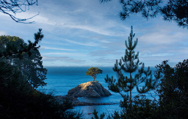 árbol en playa ramuntcho 