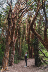 Fototapeta premium hiking in the woods