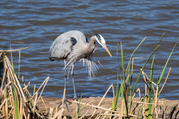 Great Blue Heron Looking for Fish
