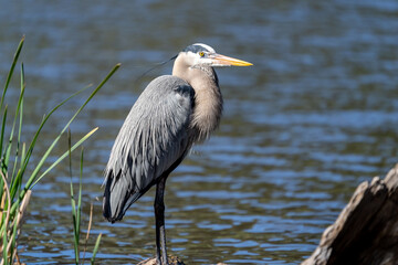 Great Blue Heron Looking for Fish