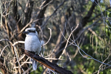 kookaburra Australian native bird, Victoria in the wild