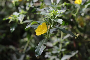 yellow flowers on a tree