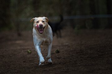 2022-02-24 A YELLOW LABRADOR RUNNING STRAIGHT AT THE CAMERA WITH HER MOUTH OPEN TOUNGE OUT AND NICE EYES AT A OFF LEASH AREA ON BAINBRIDGE ISLAND WASHINGTON