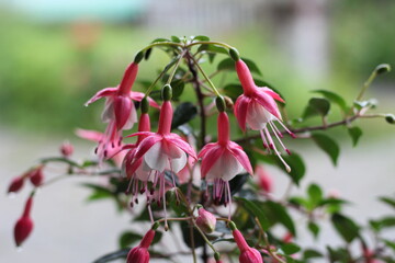 pink flowers on the edge of rice fields in sunny weather