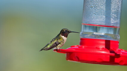 Ruby-throated hummingbird (Archilochus colubris) at a hummingbird feeder in a backyard in Panama...