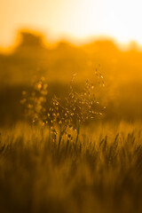 sunrise in the field