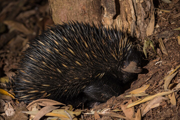 Short-beaked Echidna Digging for Termites