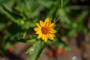 Heliopsis helianthoides, false sunflower