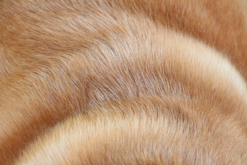 close up on yellow dog hair