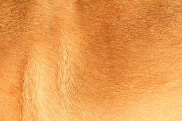 close up on yellow dog hair