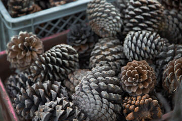 Pile of stored dry pine piles. Pinecones stock. Grid full of pinecones