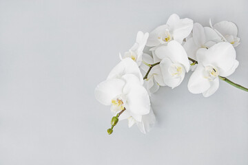 White orchid floral background, zen spa beauty design, copy space - obrazy, fototapety, plakaty