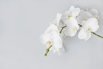 Foto op Plexiglas White orchid floral background, zen spa beauty design, copy space © Enso