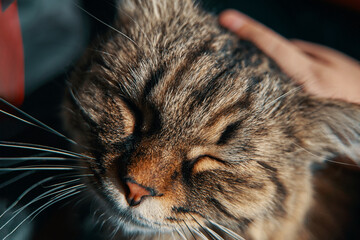 Man's hand strokes cat. Care of sweet pussycat. Happy and lazy domestic animal relax. Fluffy kitten close eyes. Friendship with pet.