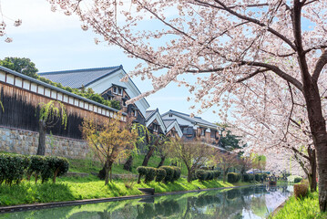 伏見の酒蔵と桜