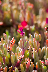 pink flowers