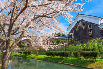 伏見の酒蔵と桜