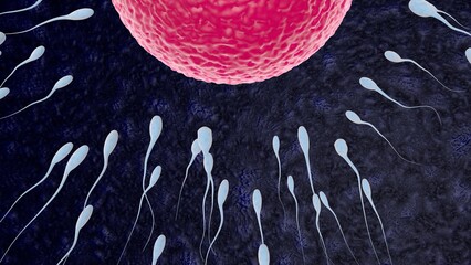 Sperm fertilization is the fusion of haploid gametes, egg and sperm Concept Fertilization and Implantation 3D rendering illustration - obrazy, fototapety, plakaty