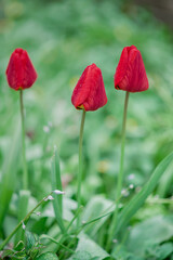 Obraz premium Red tulip flower in the field with vivid color