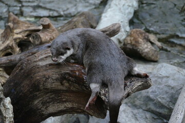 Obraz premium 大阪 海遊館の動物