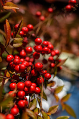 Obraz premium 南天