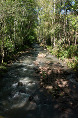 Fototapeta premium stream in the forest