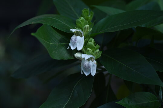 Jasticia adhatoda (Malabar nut) flowers. Native to India Acanthaceae evergreen shrub. With white lip-shaped flowers from December to April. 