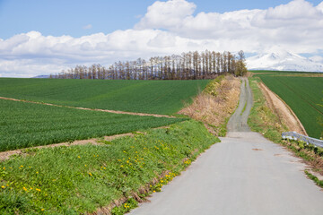 Fototapeta na wymiar 春の晴れた日の緑の畑作地帯を通る道路 