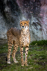 Cheetah standing