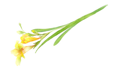 黄色のフリージアの水彩画