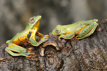 Two green tree frogs are hunting for prey on a dry log. This amphibian has the scientific name Rhacophorus reinwardtii. 