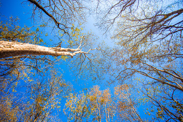 .View of the big tree in the forest, the upper corner that can see the autumn sky