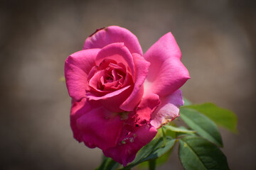 pink rose
