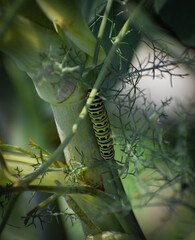 caterpillar on a branch
