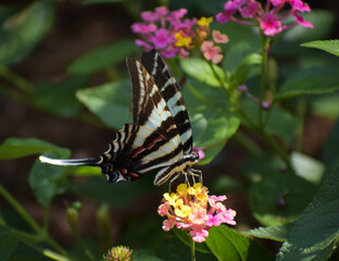 butterfly on a flower