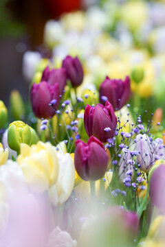 花言葉 Images Browse 7 075 Stock Photos Vectors And Video Adobe Stock