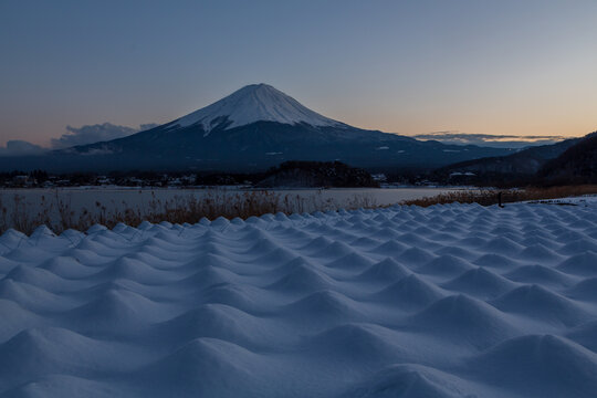 夕方の河口湖大石公園から雪をかぶったラベンダーと富士山