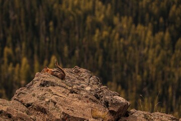 Chipmunk on a Ledge