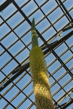 Agave Plant In Bloom In A Glass Conservatory; Plant Will Die After Bloom Fades